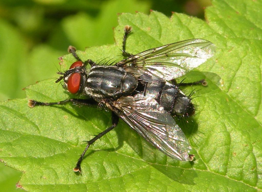 Tachinidae? No.  Sarcophagidae